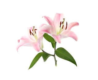Photo of Beautiful lily plant with pink flowers isolated on white