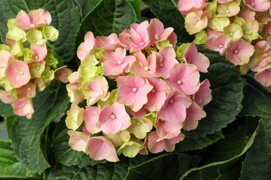 Hortensia plant with beautiful pink flowers, closeup Photo of Hortensia plant with beautiful pink flowers, closeup
