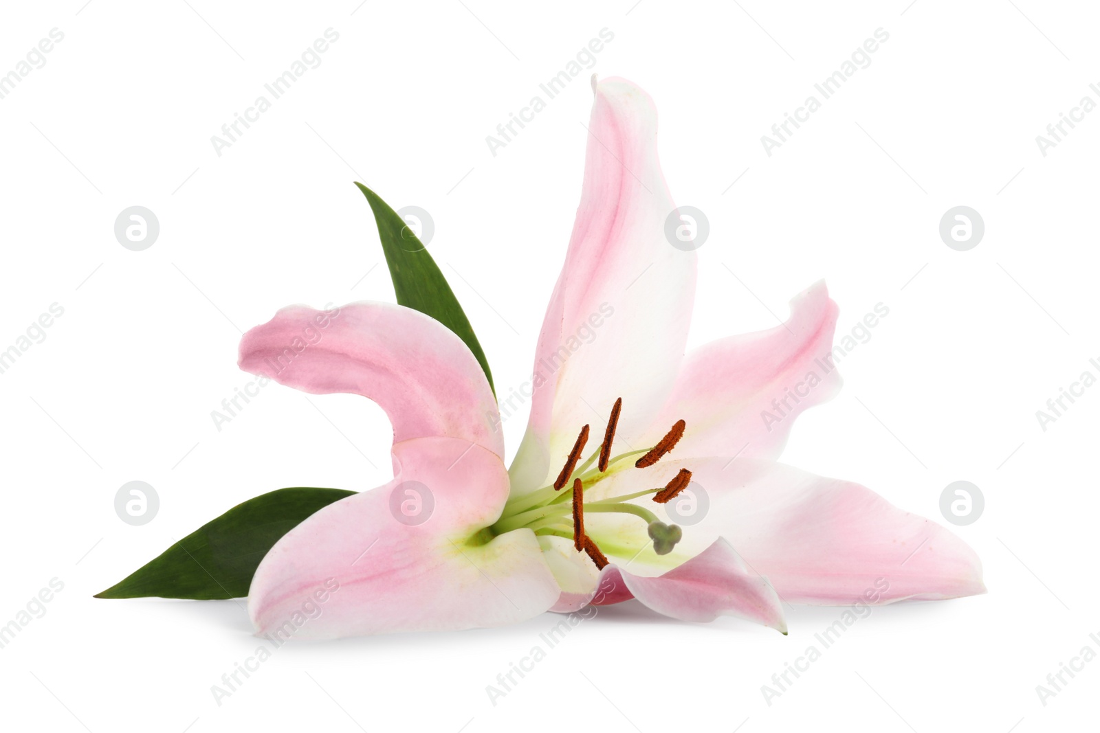 Beautiful pink lily flower isolated on white Photo of Beautiful pink lily flower isolated on white