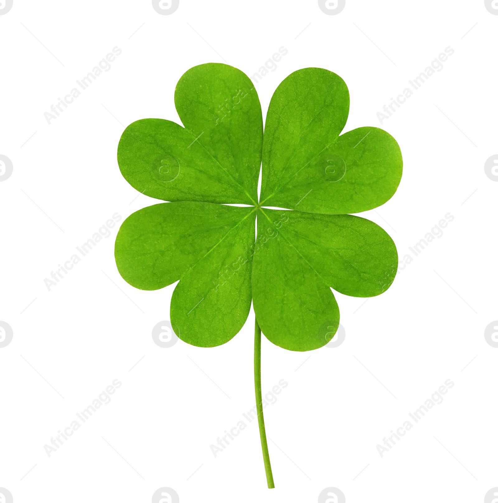 Fresh green four-leaf clover on white background Image of Fresh green four-leaf clover on white background