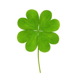 Fresh green four-leaf clover on white background Image of Fresh green four-leaf clover on white background