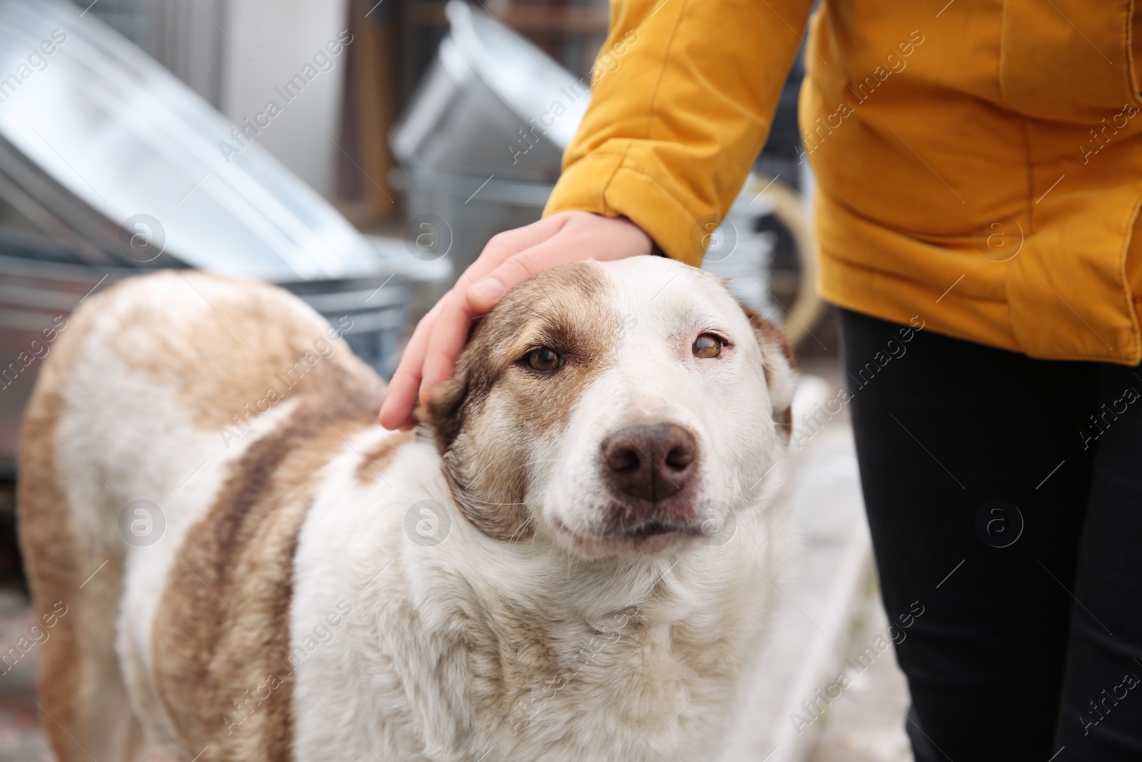 Woman stroking homeless dog on city street, closeup. Abandoned animal Photo of Woman stroking homeless dog on city street, closeup. Abandoned animal