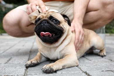 Owner helping his pug dog on street in hot day, closeup. Heat stroke prevention Photo of Owner helping his pug dog on street in hot day, closeup. Heat stroke prevention