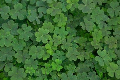 Top view of beautiful green clover leaves Photo of Top view of beautiful green clover leaves
