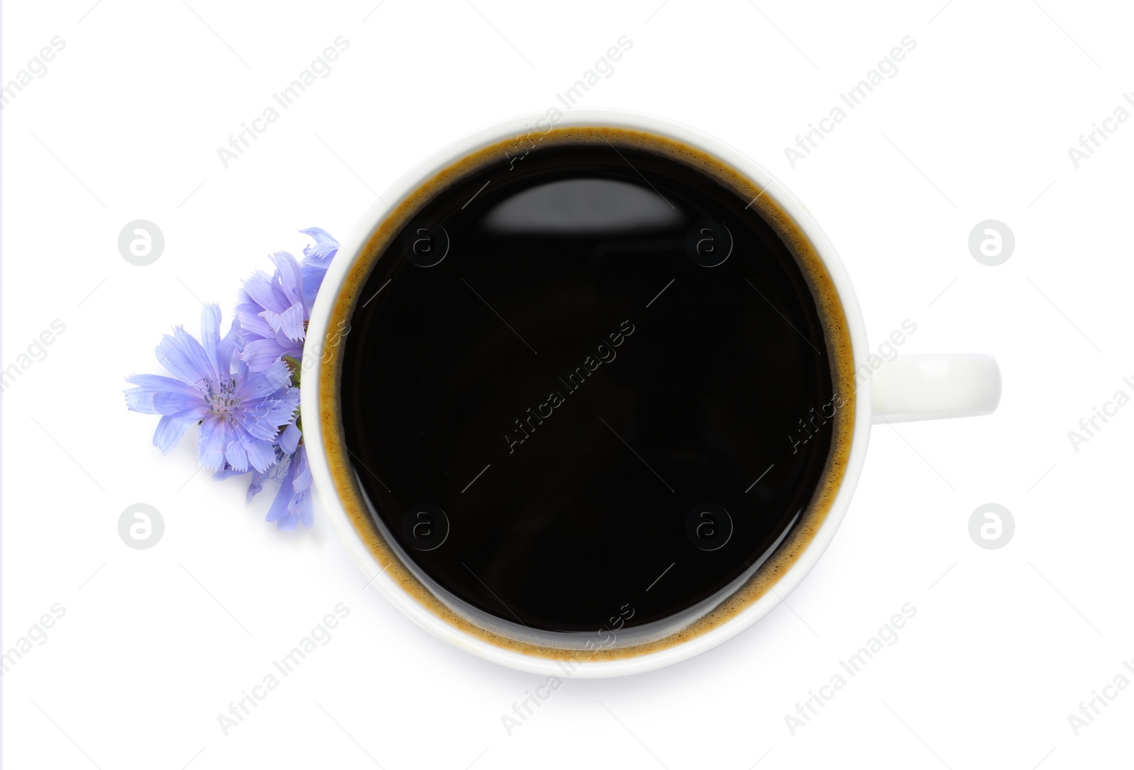Cup of delicious chicory drink and flowers on white background, top view Photo of Cup of delicious chicory drink and flowers on white background, top view