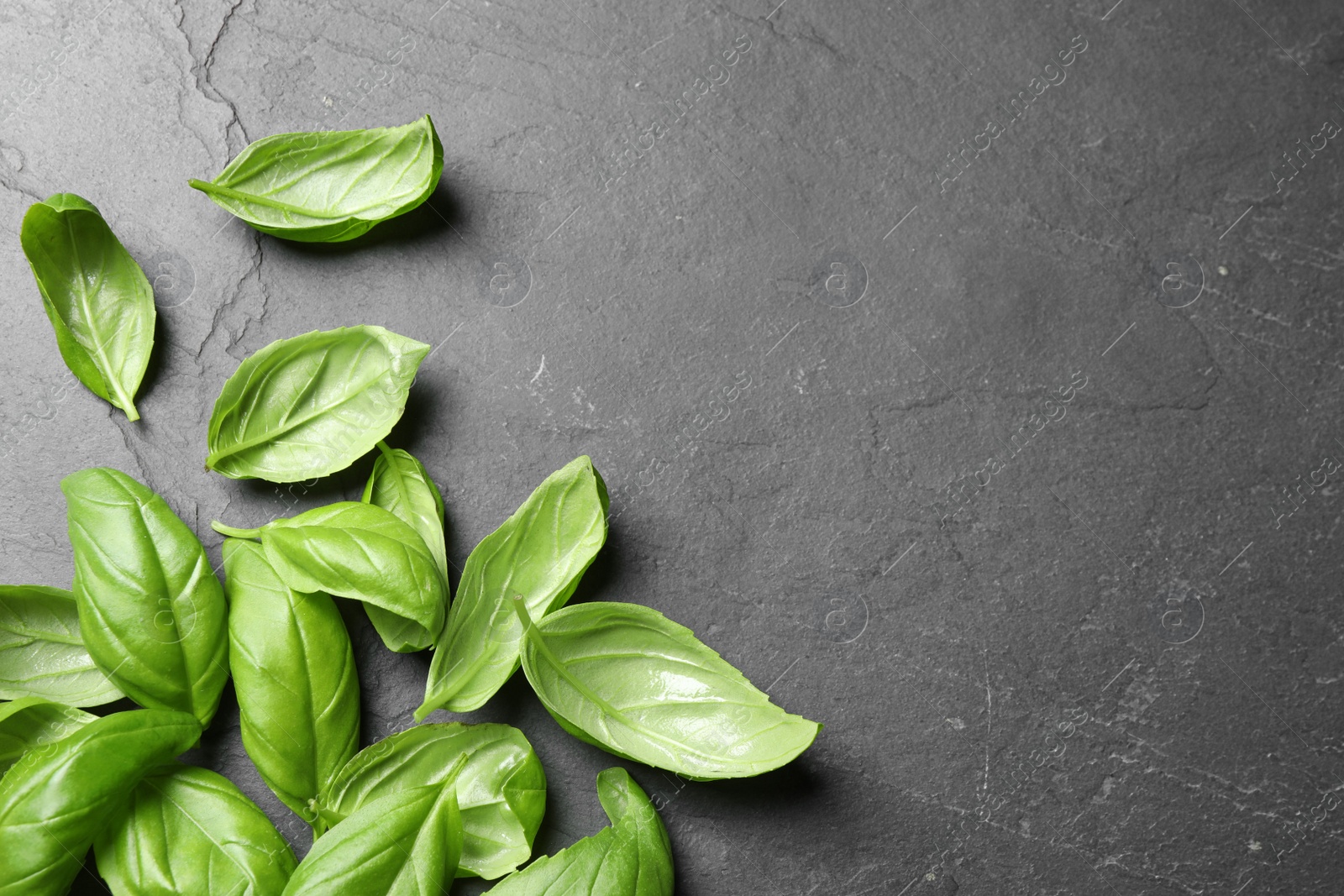 Fresh basil on grey table, flat lay. Space for text Photo of Fresh basil on grey table, flat lay. Space for text