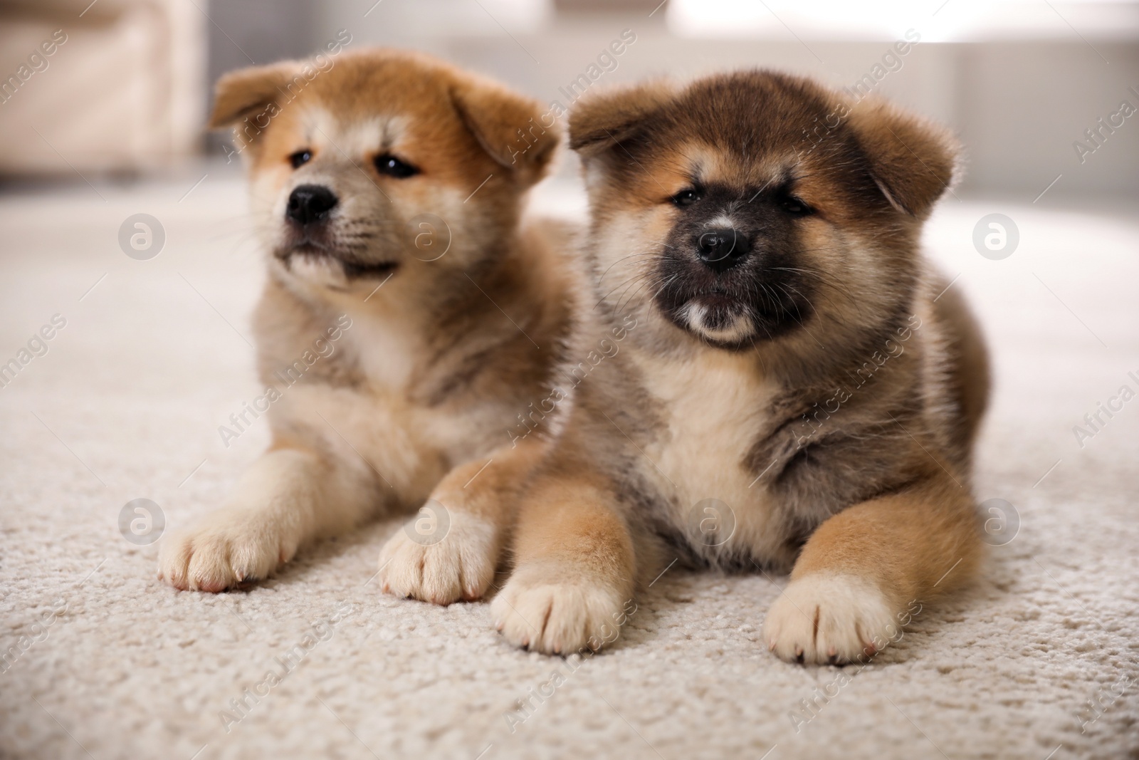 Adorable Akita Inu puppies on carpet indoors Photo of Adorable Akita Inu puppies on carpet indoors
