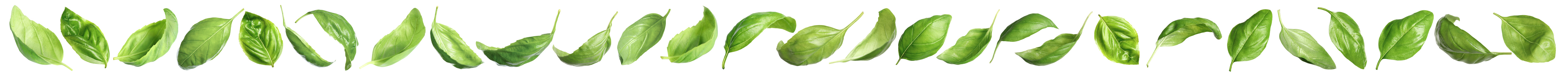 Set of fresh green basil leaves on white background. Banner design Image of Set of fresh green basil leaves on white background. Banner design