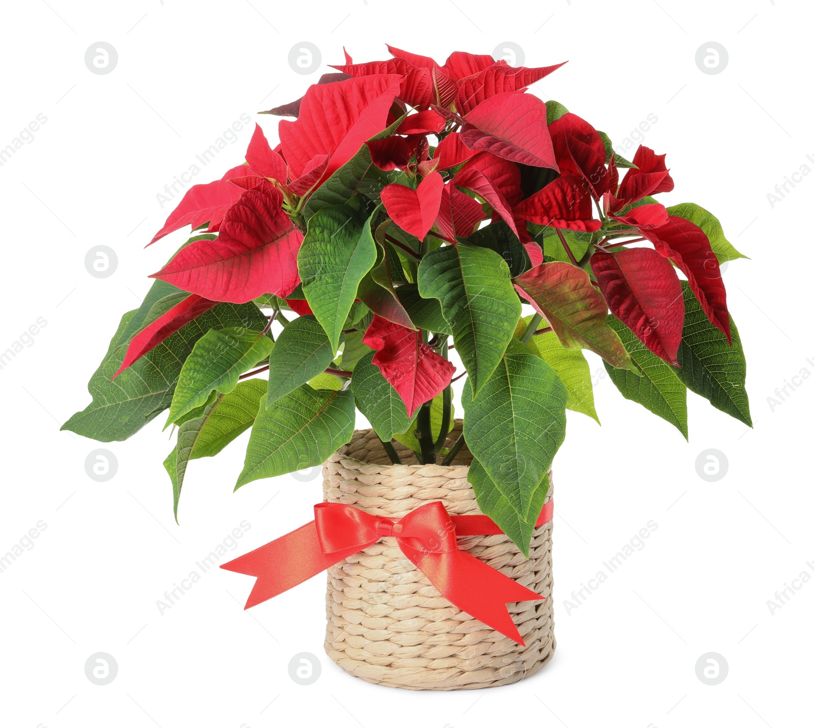 Red Poinsettia in pot isolated on white. Christmas traditional flower Photo of Red Poinsettia in pot isolated on white. Christmas traditional flower