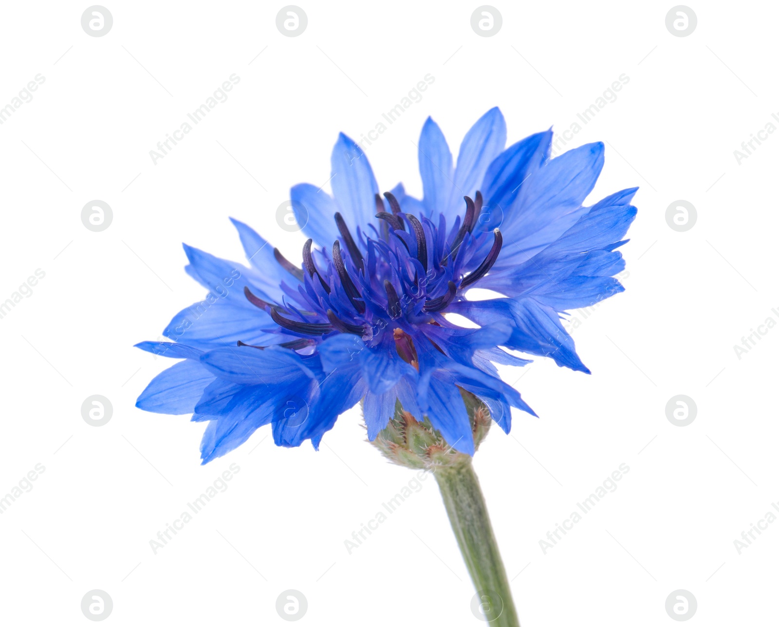 Beautiful light blue cornflower plant isolated on white Photo of Beautiful light blue cornflower plant isolated on white