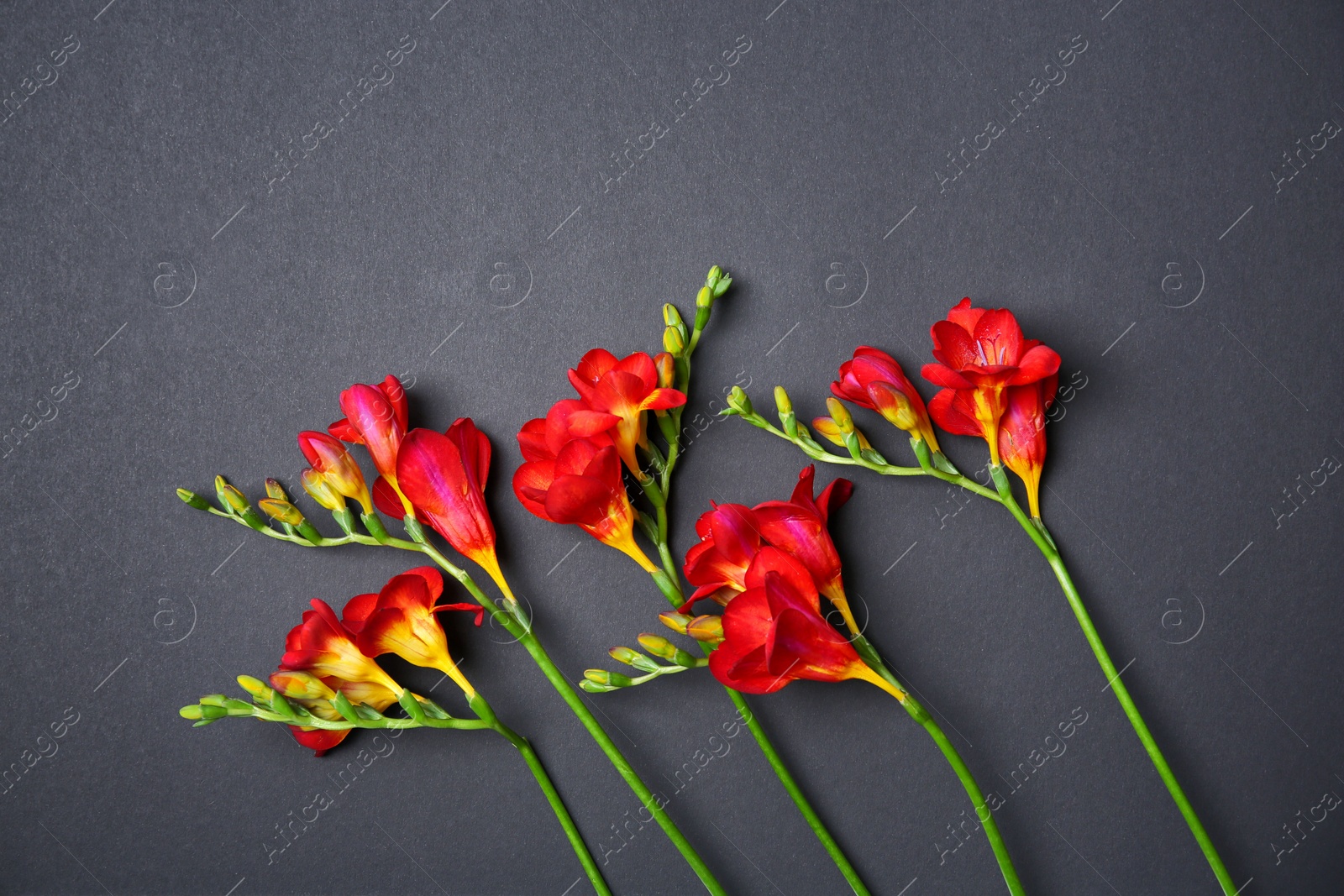 Beautiful freesia flowers on dark background Photo of Beautiful freesia flowers on dark background