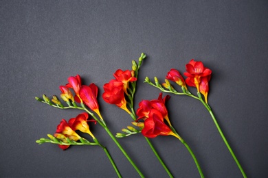 Beautiful freesia flowers on dark background Photo of Beautiful freesia flowers on dark background