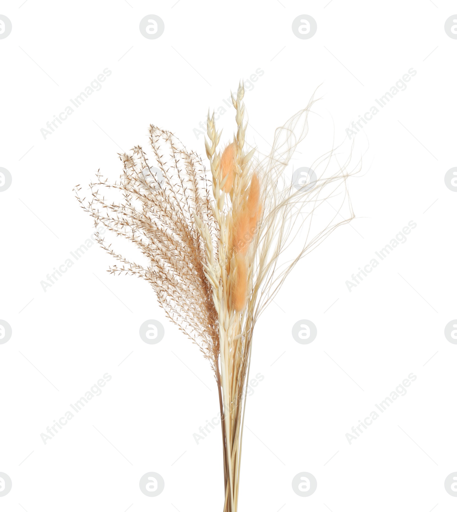 Beautiful tender dried flowers on white background. Photo of Beautiful tender dried flowers on white background.