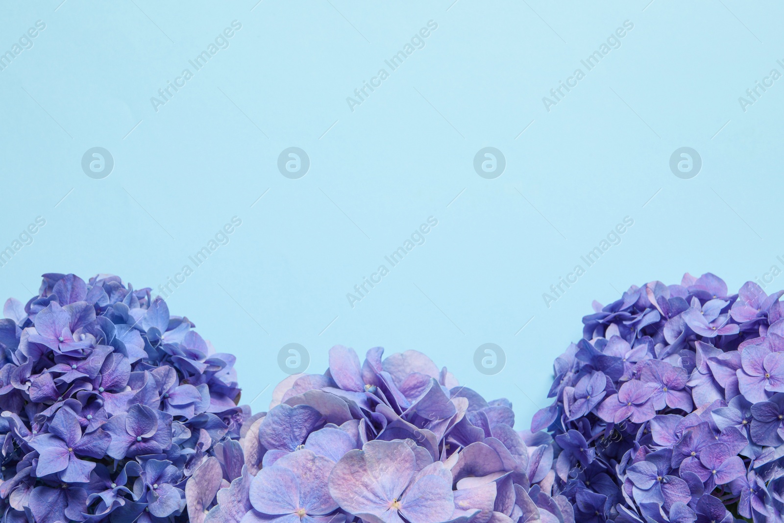 Beautiful hortensia flowers on light blue background, flat lay. Space for text Photo of Beautiful hortensia flowers on light blue background, flat lay. Space for text
