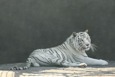 Bengal white tiger in zoo on sunny day Photo of Bengal white tiger in zoo on sunny day