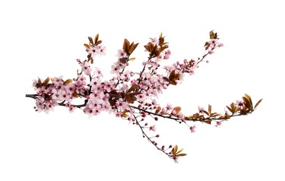 Cherry tree branch with beautiful pink blossoms isolated on white Photo of Cherry tree branch with beautiful pink blossoms isolated on white