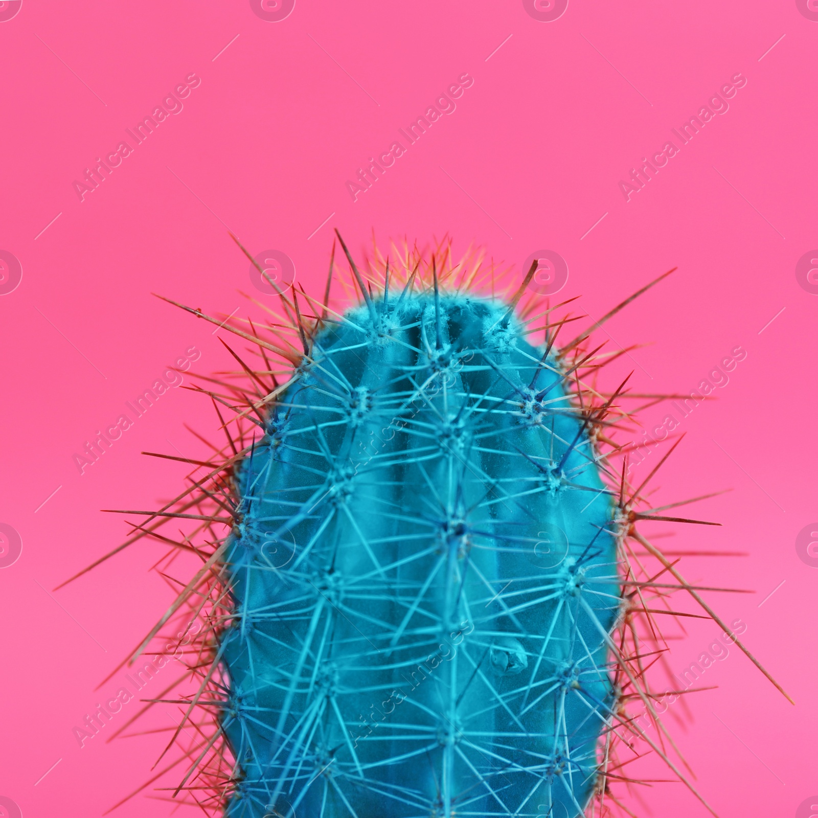 Beautiful bright cactus on pink background, closeup Image of Beautiful bright cactus on pink background, closeup