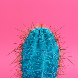 Beautiful bright cactus on pink background, closeup Image of Beautiful bright cactus on pink background, closeup