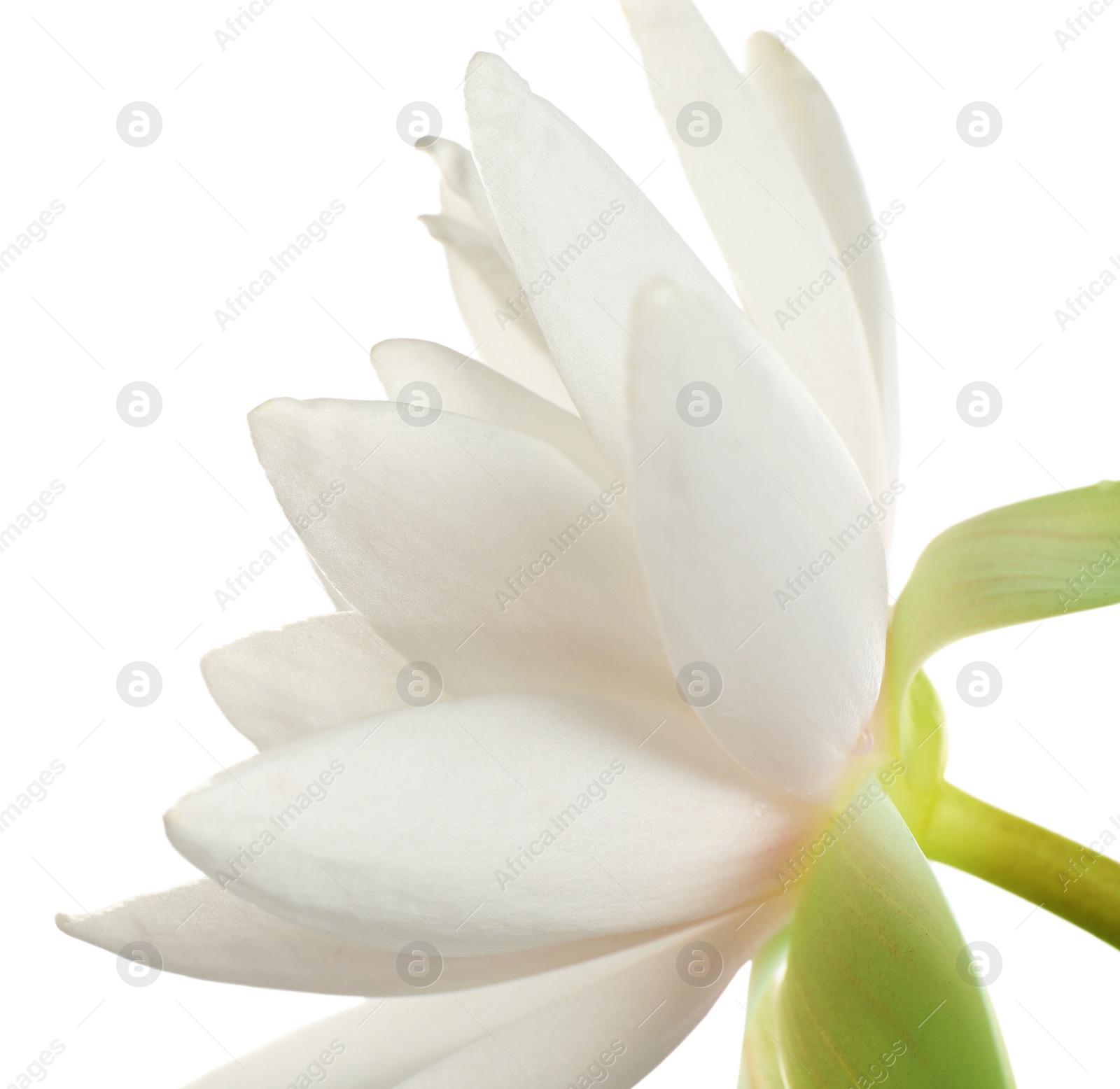 Photo of Beautiful blooming lotus flower on white background, closeup