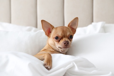 Cute Chihuahua dog under blanket at home Photo of Cute Chihuahua dog under blanket at home