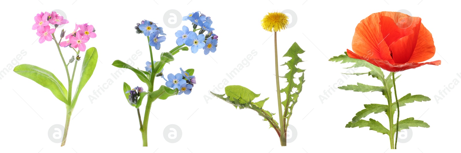 Collection of different beautiful wild flowers on white background. Banner design Image of Collection of different beautiful wild flowers on white background. Banner design