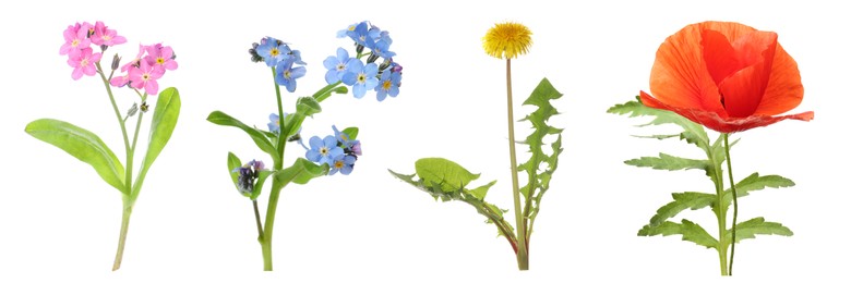 Collection of different beautiful wild flowers on white background. Banner design Image of Collection of different beautiful wild flowers on white background. Banner design