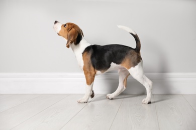Cute Beagle puppy near light wall indoors. Adorable pet Photo of Cute Beagle puppy near light wall indoors. Adorable pet