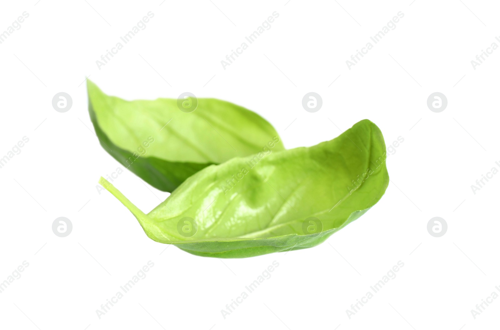 Fresh green basil leaves isolated on white Photo of Fresh green basil leaves isolated on white