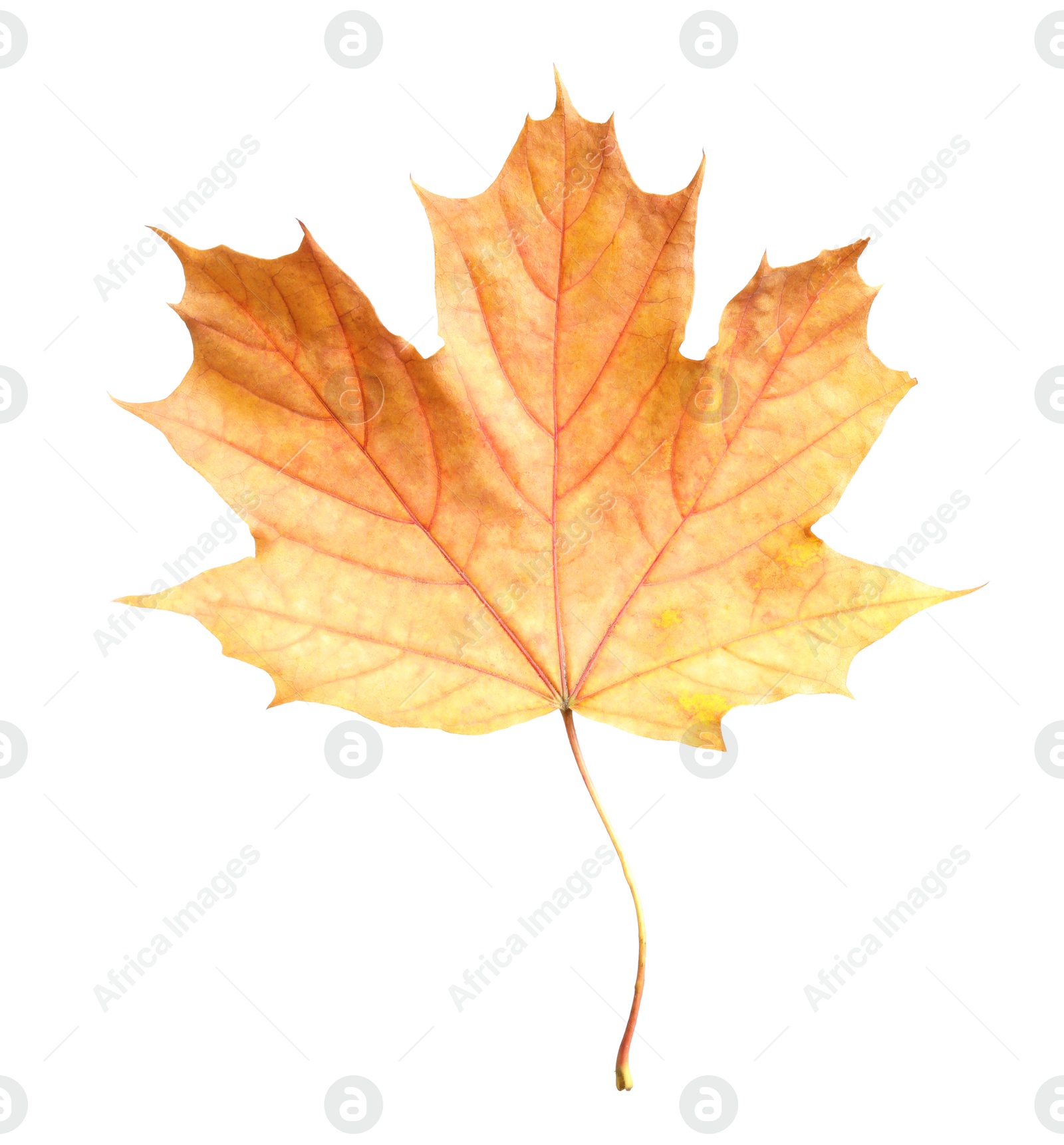 Beautiful leaf isolated on white. Autumn season Photo of Beautiful leaf isolated on white. Autumn season
