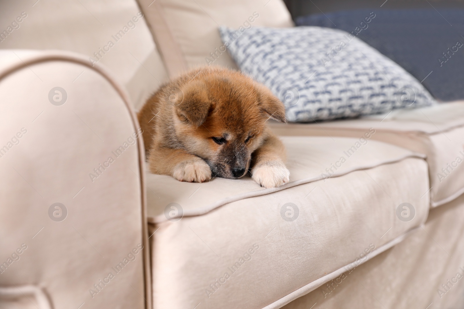 Adorable Akita Inu puppy on beige sofa Photo of Adorable Akita Inu puppy on beige sofa