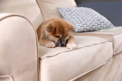Adorable Akita Inu puppy on beige sofa Photo of Adorable Akita Inu puppy on beige sofa