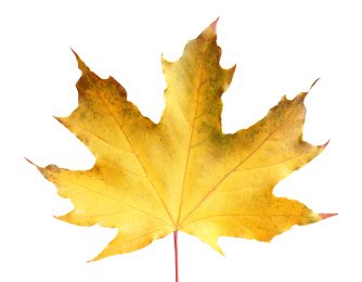 Beautiful leaf isolated on white. Autumn season Photo of Beautiful leaf isolated on white. Autumn season