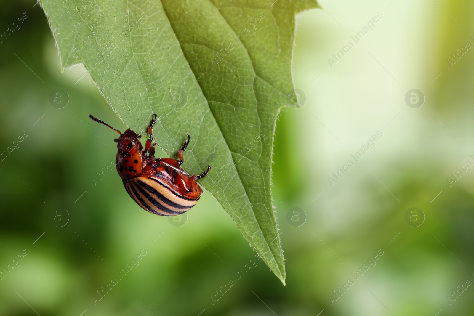 Colorado potato beetle on green leaf against blurred background, closeup. Space for text Photo of Colorado potato beetle on green leaf against blurred background, closeup. Space for text