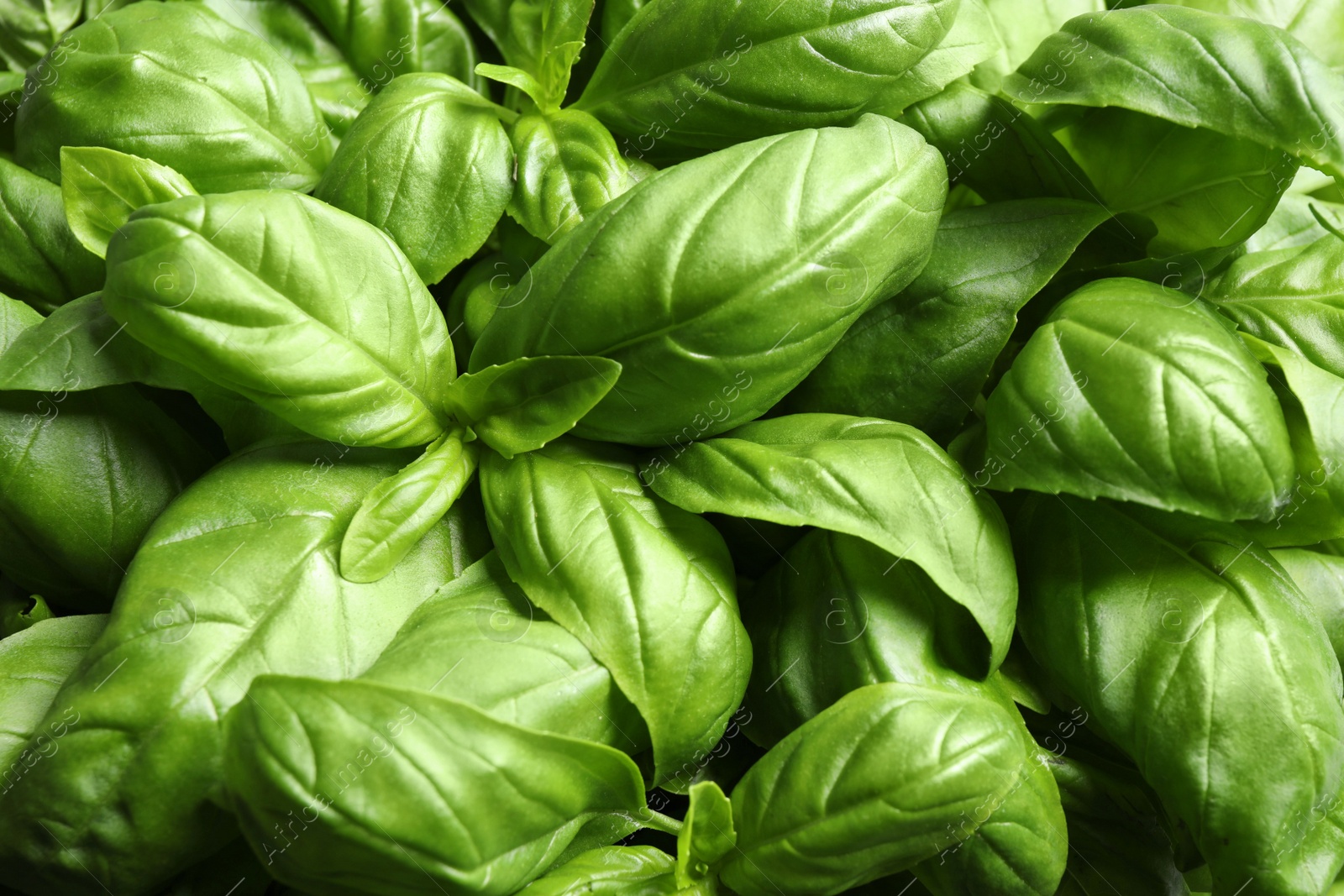 Fresh basil leaves as background, top view Photo of Fresh basil leaves as background, top view