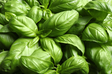 Fresh basil leaves as background, top view Photo of Fresh basil leaves as background, top view