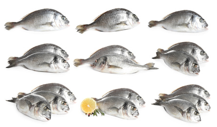 Set of fresh raw dorada fish on white background Image of Set of fresh raw dorada fish on white background