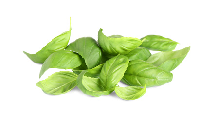 Fresh green basil leaves isolated on white Photo of Fresh green basil leaves isolated on white