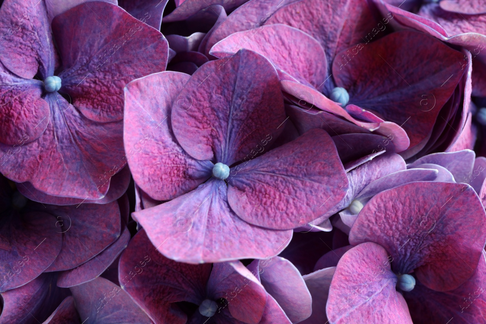 Beautiful violet hortensia flowers as background, closeup Photo of Beautiful violet hortensia flowers as background, closeup