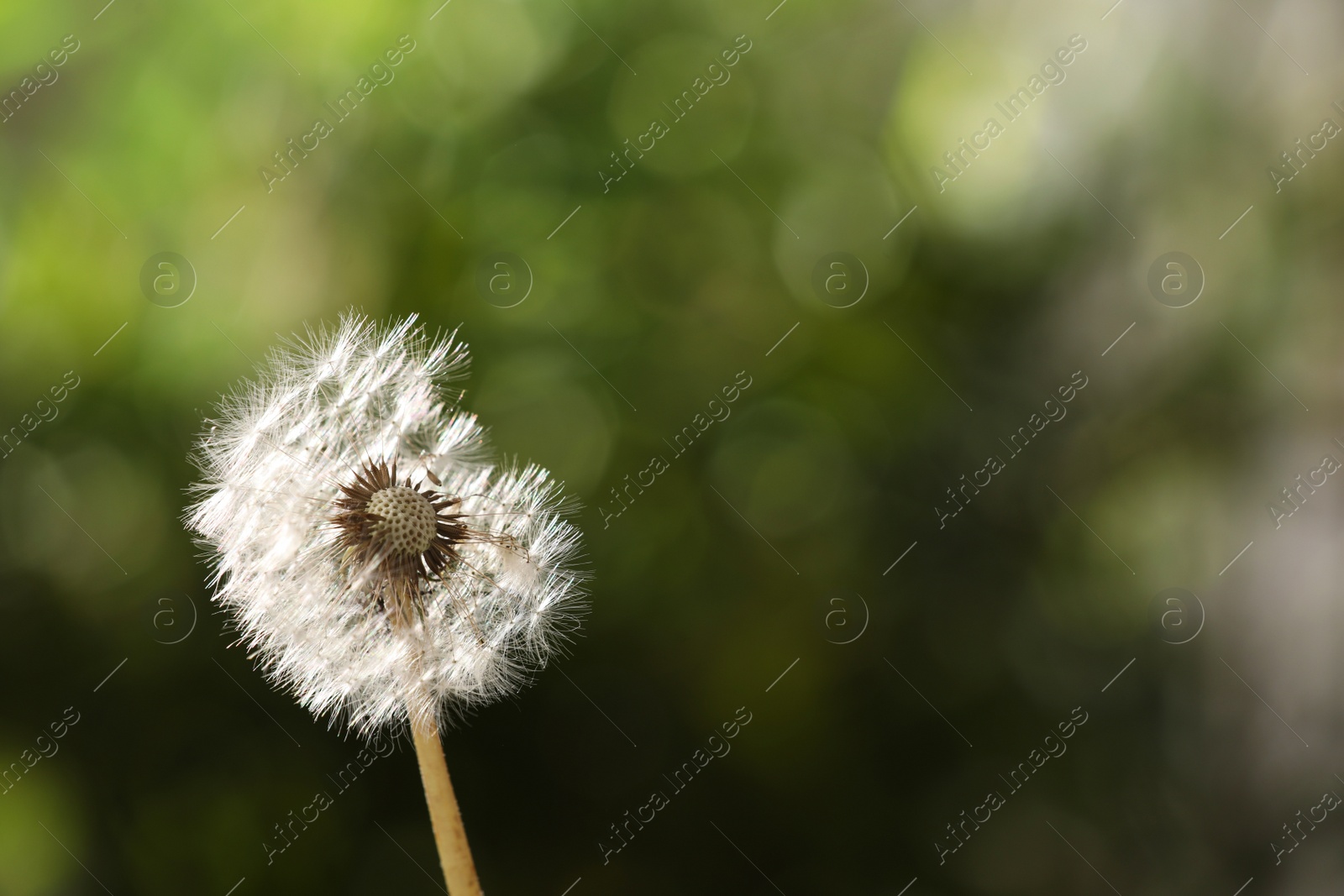 Beautiful dandelion flower on blurred green background. Space for text Photo of Beautiful dandelion flower on blurred green background. Space for text