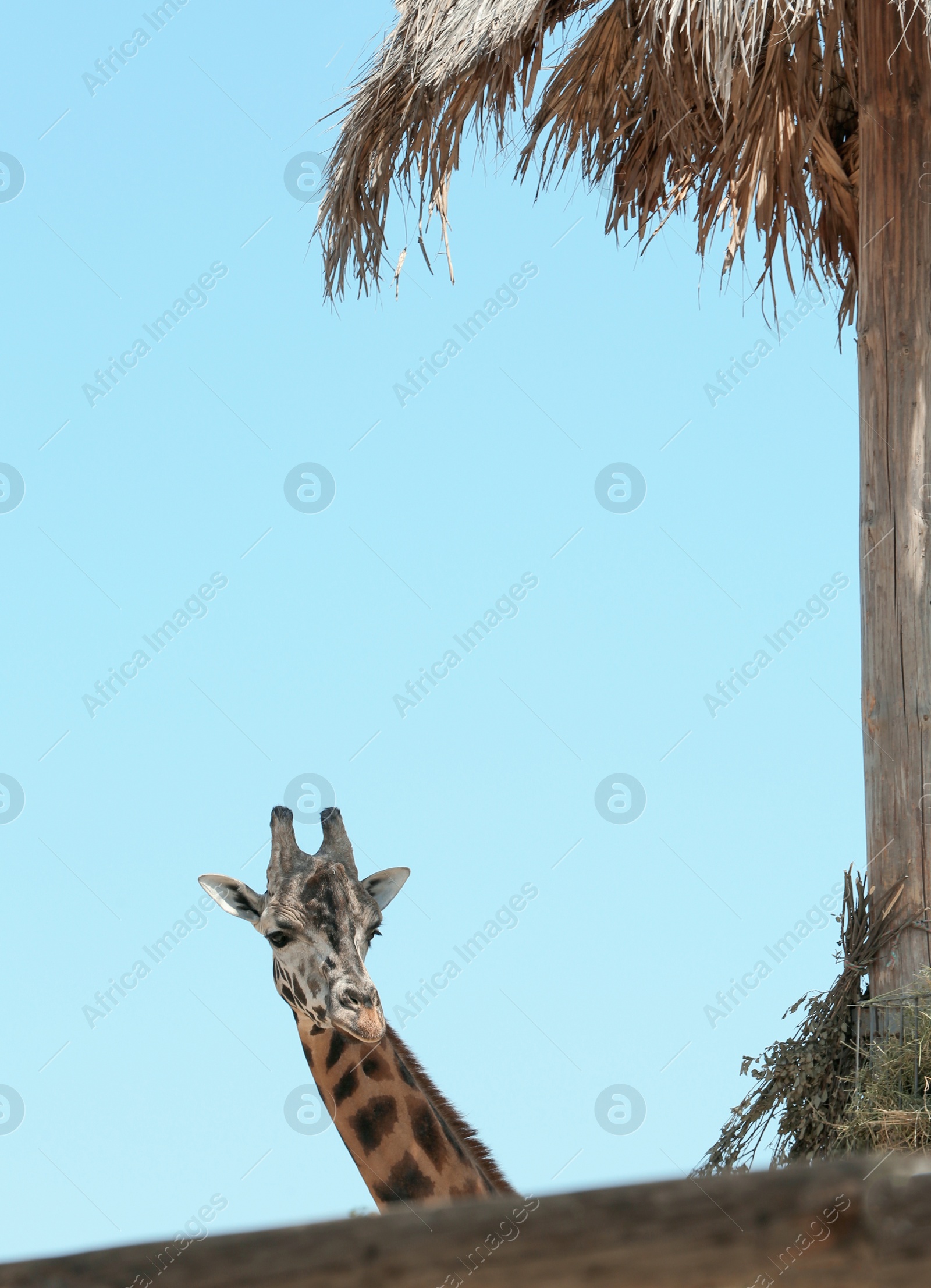 Rothschild giraffe at enclosure in zoo on sunny day Photo of Rothschild giraffe at enclosure in zoo on sunny day