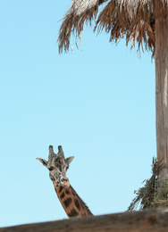 Rothschild giraffe at enclosure in zoo on sunny day Photo of Rothschild giraffe at enclosure in zoo on sunny day