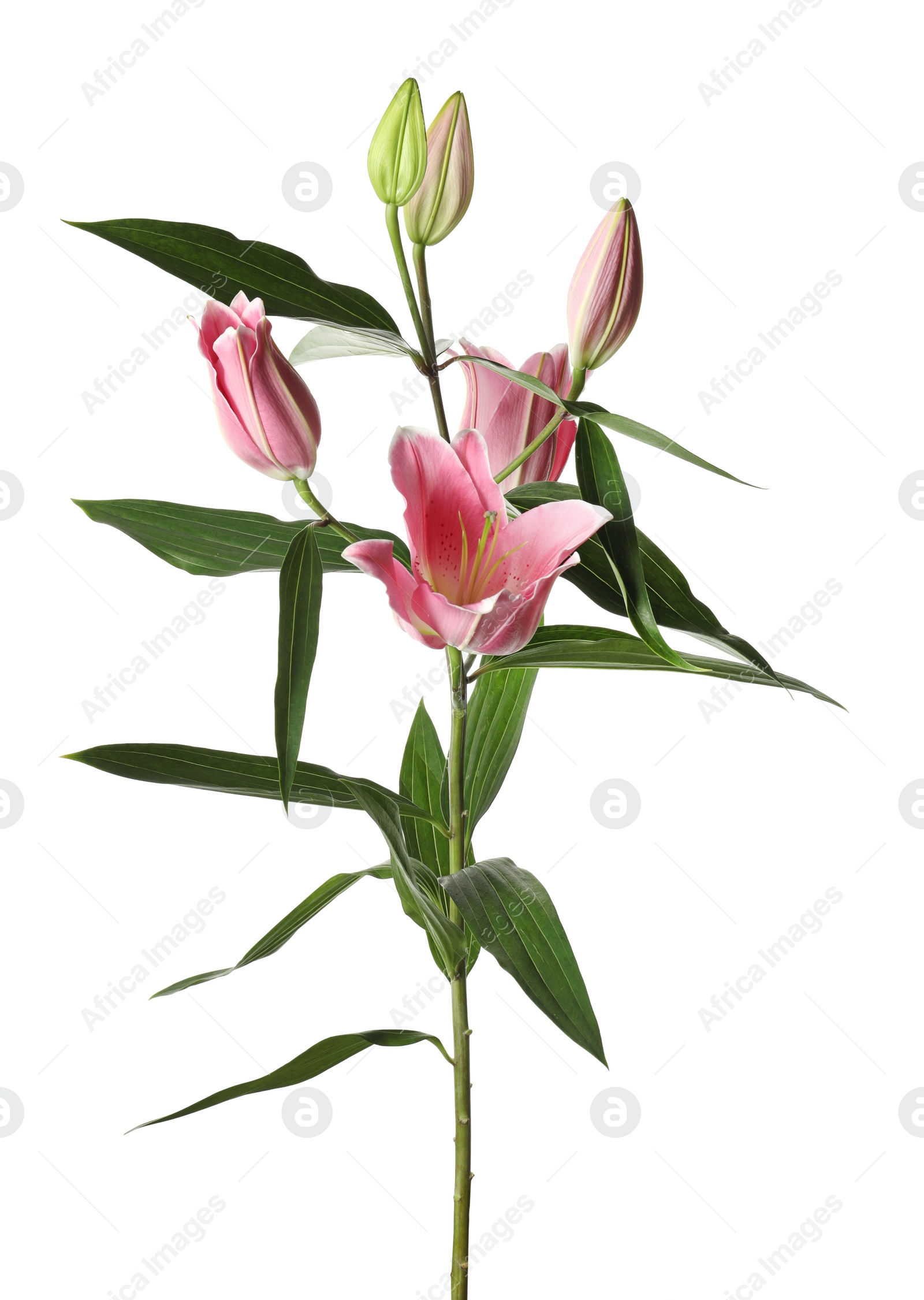 Beautiful lily plant with pink flowers isolated on white Photo of Beautiful lily plant with pink flowers isolated on white