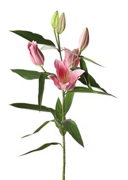 Beautiful lily plant with pink flowers isolated on white Photo of Beautiful lily plant with pink flowers isolated on white