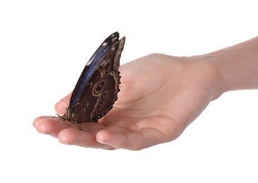 Woman holding beautiful common morpho butterfly on white background, closeup Photo of Woman holding beautiful common morpho butterfly on white background, closeup