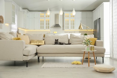 Modern living room interior. Adorable grey British Shorthair cat on couch Photo of Modern living room interior. Adorable grey British Shorthair cat on couch