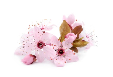 Beautiful pink cherry tree blossoms isolated on white Photo of Beautiful pink cherry tree blossoms isolated on white