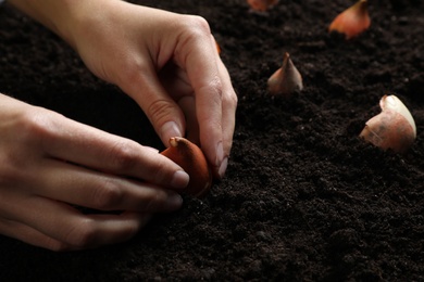 Woman planting tulip bulb into soil, closeup Photo of Woman planting tulip bulb into soil, closeup