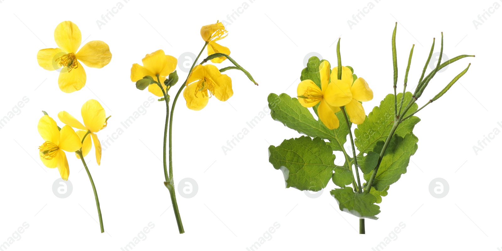 Celandine plants with yellow flowers and green leaves on white background, collage. Banner design Image of Celandine plants with yellow flowers and green leaves on white background, collage. Banner design