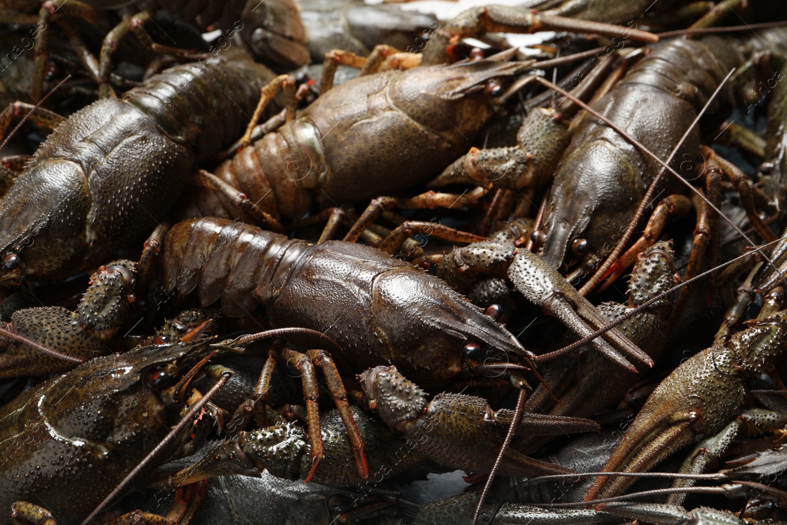 Heap of fresh raw crayfishes as background, closeup Photo of Heap of fresh raw crayfishes as background, closeup
