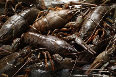 Heap of fresh raw crayfishes as background, closeup Photo of Heap of fresh raw crayfishes as background, closeup